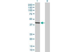 Image no. 1 for anti-Ankyrin Repeat, SAM and Basic Leucine Zipper Domain Containing 1 (ASZ1) (AA 1-393) antibody (ABIN530742)