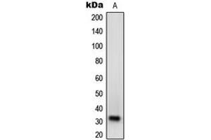 Image no. 1 for anti-Neurexophilin 1 (NXPH1) (Center) antibody (ABIN2706724)
