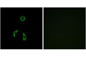 Image no. 2 for anti-Frizzled Family Receptor 3 (FZD3) (AA 481-530) antibody (ABIN1535681)