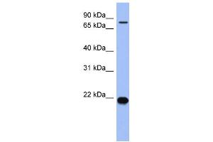 Image no. 1 for anti-Zinc Finger Protein 800 (ZNF800) (N-Term) antibody (ABIN2778571)