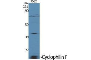 Image no. 2 for anti-Peptidylprolyl Isomerase F (PPIF) (Internal Region) antibody (ABIN3184155)