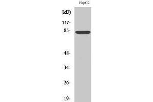 Image no. 1 for anti-ATP-Binding Cassette, Sub-Family B (MDR/TAP), Member 7 (ABCB7) (C-Term) antibody (ABIN3183114)