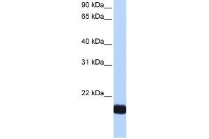 Image no. 1 for anti-Cardiotrophin 1 (CTF1) (N-Term) antibody (ABIN2784702)