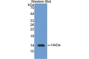 Image no. 1 for anti-Inhibin, beta B (INHBB) (AA 293-407) antibody (ABIN1078191)