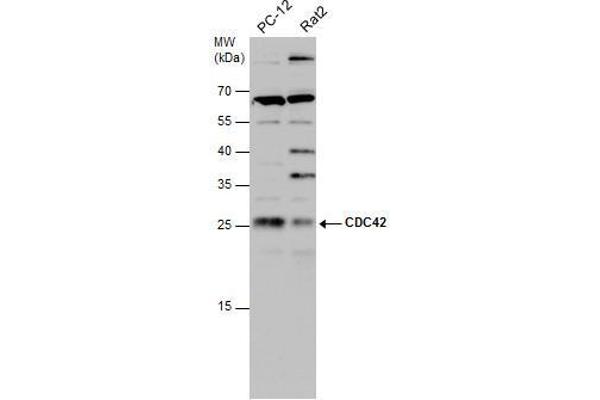 CDC42 Antikörper  (Center)