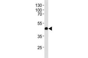 Image no. 2 for anti-Chemokine (C-X-C Motif) Receptor 7 (CXCR7) (AA 330-358) antibody (ABIN3030520)