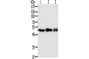 Image no. 3 for anti-Coagulation Factor VII (F7) antibody (ABIN2428811)