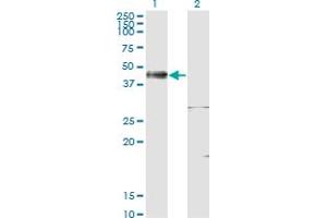 Image no. 2 for anti-ISL LIM Homeobox 1 (ISL1) (AA 63-159) antibody (ABIN561534)