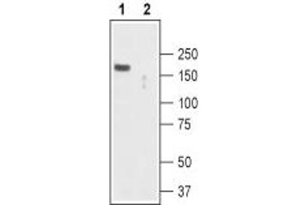 TRPC2 antibody  (Intracellular, N-Term)