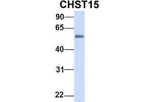 Image no. 4 for anti-Carbohydrate (N-Acetylgalactosamine 4-Sulfate 6-O) Sulfotransferase 15 (CHST15) (Middle Region) antibody (ABIN2782860)