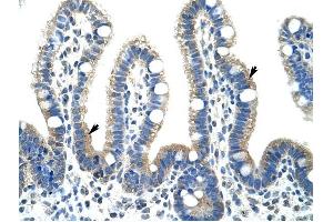Image no. 1 for anti-Fibrillarin (FBL) (N-Term) antibody (ABIN629933)