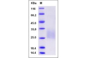Image no. 1 for Regenerating Islet-Derived Family, Member 4 (REG4) (AA 1-157) protein (His tag) (ABIN2009379)