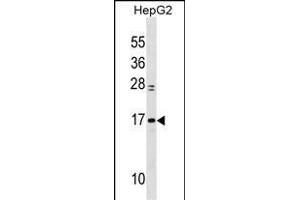 MYL6 Antibody (Center) (ABIN1538290 and ABIN2849925) western blot analysis in HepG2 cell line lysates (35 μg/lane).
