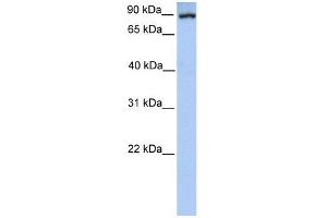 Image no. 2 for anti-phosphoenolpyruvate Carboxykinase 1 (Soluble) (PCK1) (Soluble) antibody (ABIN629697)
