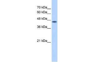 Image no. 3 for anti-Protein O-Fucosyltransferase 2 (POFUT2) (C-Term) antibody (ABIN630165)
