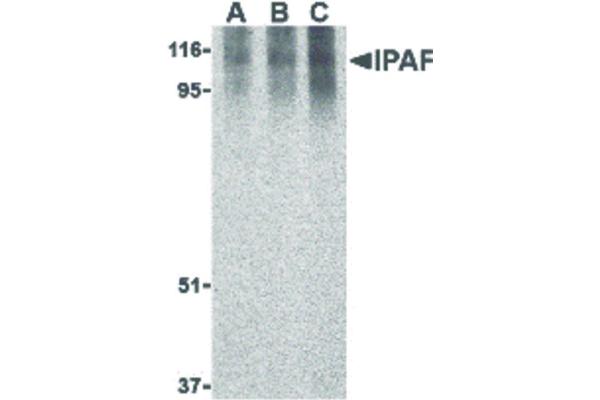 NLRC4 antibody  (C-Term)