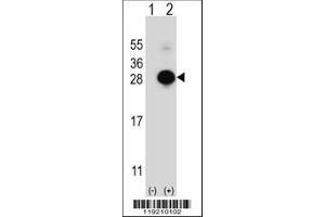Image no. 1 for anti-MOB1, Mps One Binder Kinase Activator-Like 1B (MOBKL1B) (AA 188-216), (C-Term) antibody (ABIN391568)