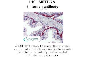 Image no. 1 for anti-Methyltransferase Like 7A (METTL7A) (Internal Region) antibody (ABIN1736924)