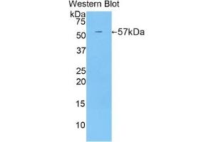 CUZD1 antibody  (AA 291-545)