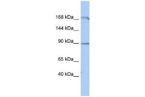 Image no. 1 for anti-N(alpha)-Acetyltransferase 15, NatA Auxiliary Subunit (NAA15) (Middle Region) antibody (ABIN633171)