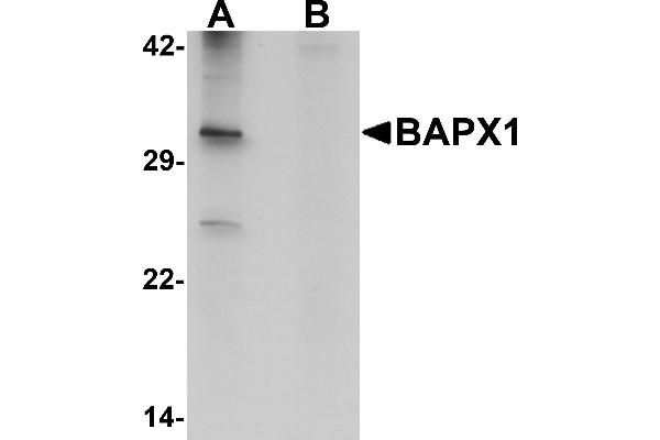 NKX3-2 antibody  (Middle Region)