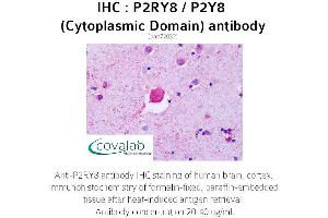 P2RY8 Antikörper  (3rd Cytoplasmic Domain)
