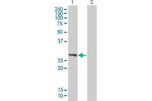 Western Blot analysis of HMGB1 expression in transfected 293T cell line by HMGB1 monoclonal antibody (M01), clone 1E6-E10.