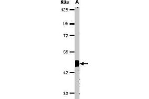 Western blot analysis of 30 ug of whole cell lysate (A:HeLa S3) using a 10 % SDS PAGE gel and Flotillin 2 antibody at a dilution of 1:1000