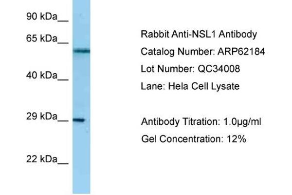 NSL1 antibody  (C-Term)