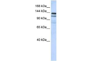 Image no. 2 for anti-NODAL Modulator 1 (NOMO1) (C-Term) antibody (ABIN2785997)