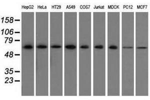 Image no. 1 for anti-Sorting Nexin 9 (SNX9) antibody (ABIN1501044)