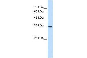 MAS1 anticorps  (Middle Region)