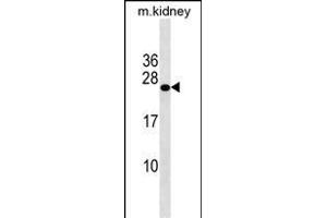 GRPEL2 Antibody (N-term) (ABIN1539025 and ABIN2838203) western blot analysis in mouse kidney tissue lysates (35 μg/lane).