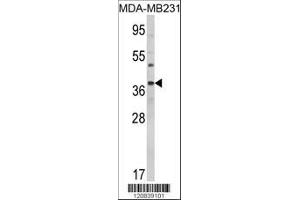 Image no. 1 for anti-BCL2-Associated Athanogene (BAG1) (AA 258-285), (C-Term) antibody (ABIN389451)