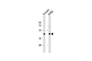 Image no. 2 for anti-Inositol-Trisphosphate 3-Kinase A (ITPKA) (AA 345-375), (C-Term) antibody (ABIN392800)