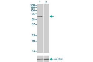 Image no. 2 for anti-TRAF2 and NCK Interacting Kinase (TNIK) (AA 1-110) antibody (ABIN564995)