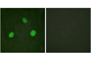 Immunofluorescence analysis of HeLa cells, using Histone H3.