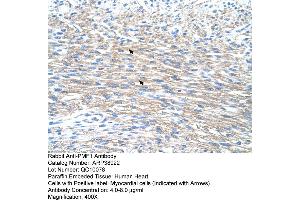 Image no. 1 for anti-Polyamine Modulated Factor 1 (PMF1) (N-Term) antibody (ABIN2780837)
