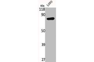 IL17RC anticorps  (C-Term)