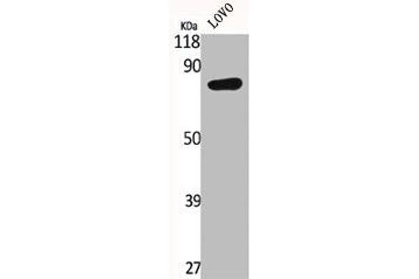 IL17RC Antikörper  (C-Term)