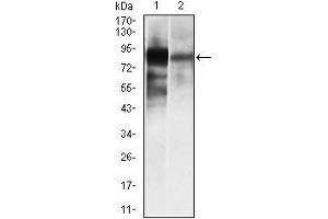 Image no. 4 for anti-Alkaline Phosphatase, Liver/bone/kidney (ALPL) antibody (ABIN969500)