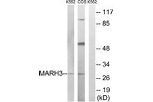 Image no. 1 for anti-Membrane-Associated Ring Finger (C3HC4) 3, E3 Ubiquitin Protein Ligase (MARCH3) (AA 111-160) antibody (ABIN1534861)