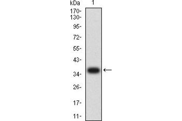 APAF1 抗体  (AA 1138-1237)