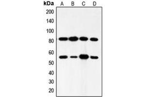 Image no. 3 for anti-Phosphatidylinositol 3-kinase regulatory subunit gamma (PIK3R3) (Center) antibody (ABIN2706808)