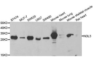 Image no. 1 for anti-Nucleolar Protein 3 (Apoptosis Repressor with CARD Domain) (NOL3) antibody (ABIN6144704)