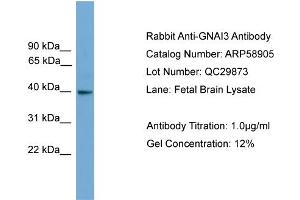 Image no. 1 for anti-Guanine Nucleotide Binding Protein (G Protein), alpha Inhibiting Activity Polypeptide 3 (GNAI3) (N-Term) antibody (ABIN2787873)