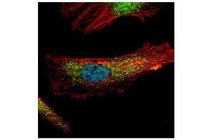 Image no. 3 for anti-Programmed Cell Death 6 (PDCD6) (Center) antibody (ABIN2855317)
