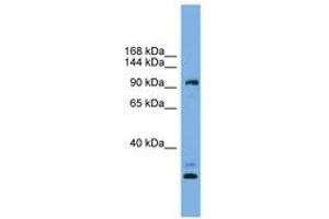 CCDC110 anticorps  (AA 719-768)