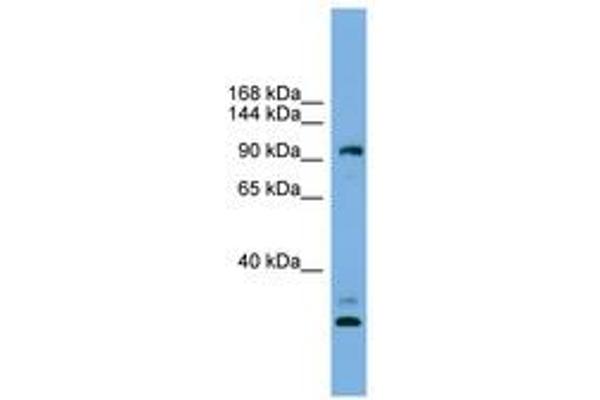 CCDC110 anticorps  (AA 719-768)