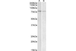 Image no. 1 for anti-BTB and CNC Homology 1, Basic Leucine Zipper Transcription Factor 1 (BACH1) (AA 250-263) antibody (ABIN1590110)